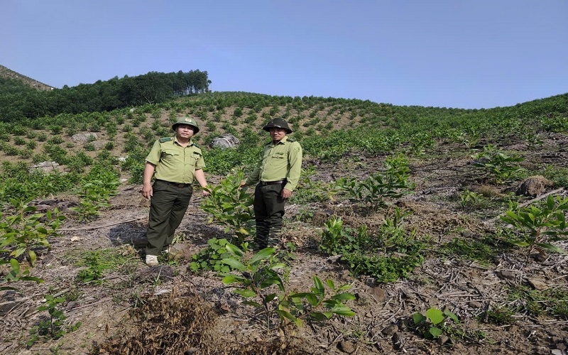 Tuyên Quang: Kiểm lâm chủ động giữ rừng gắn với phát triển kinh tế rừng