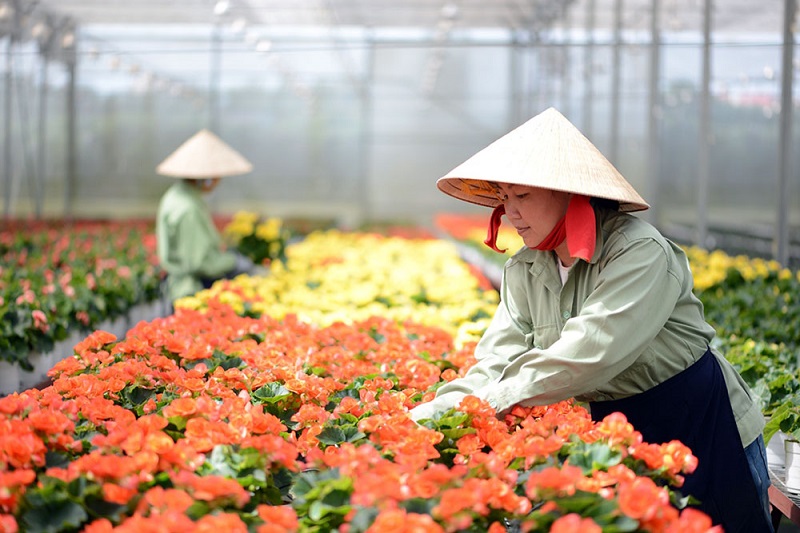 DALAT HASFARM - HOA TƯƠI CHO CUỘC SỐNG
