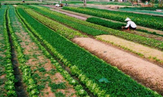 Phương pháp tiếp cận sinh kế bền vững cho người dân khi Nhà nước thu hồi đất nông nghiệp