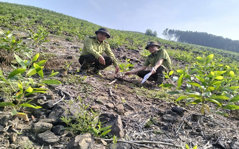 Tuyên Quang: Kiểm lâm chủ động giữ rừng gắn với phát triển vùng dân tộc