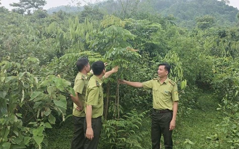Kiểm lâm Yên Lập gìn giữ màu xanh đất Tổ