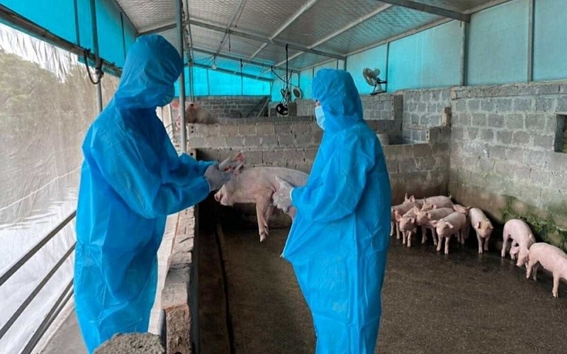 Ninh Bình: Quyết liệt phòng, chống dịch tả lợn Châu Phi