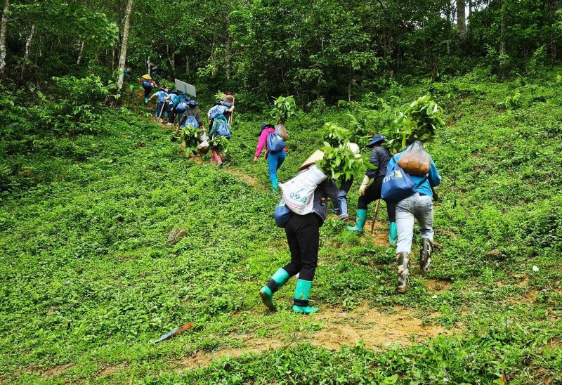 Sơn La ghi dấu mô hình xã hội hóa phục hồi rừng