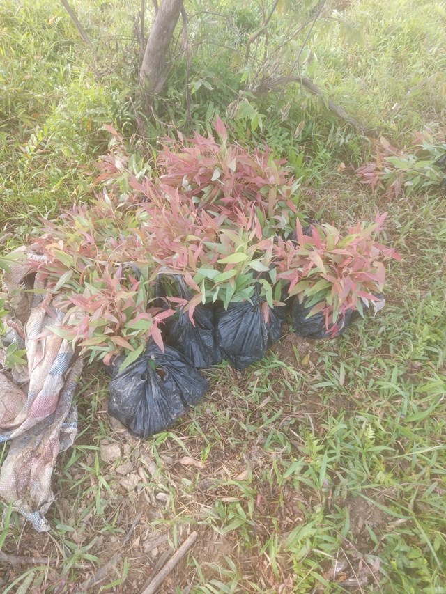 Phú Thọ: Doanh nghiệp gặp khó, đề nghị chuyển hồ sơ điều tra công tác quản lý đất ở Minh Nông