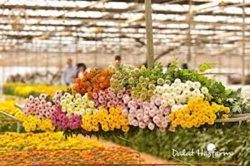 DALAT HASFARM - HOA TƯƠI CHO CUỘC SỐNG