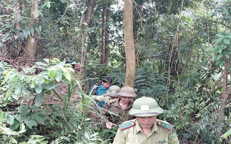 Kiểm lâm Yên Lập gìn giữ màu xanh đất Tổ