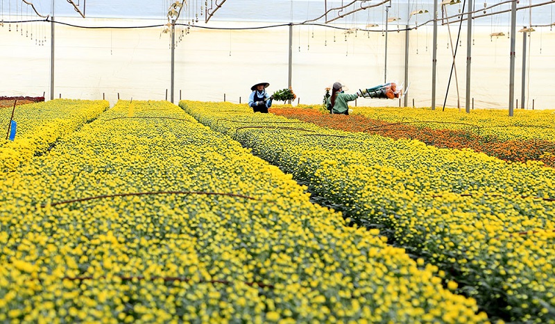 DALAT HASFARM - HOA TƯƠI CHO CUỘC SỐNG