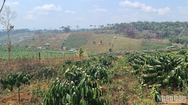 Tranh chấp đất gây mất an ninh trật tự tại Đắk Nông