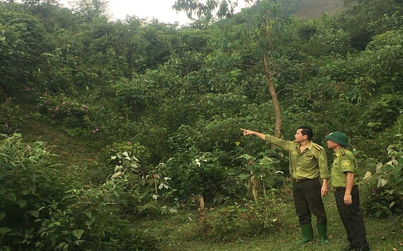 Kiểm lâm Yên Lập gìn giữ màu xanh đất Tổ
