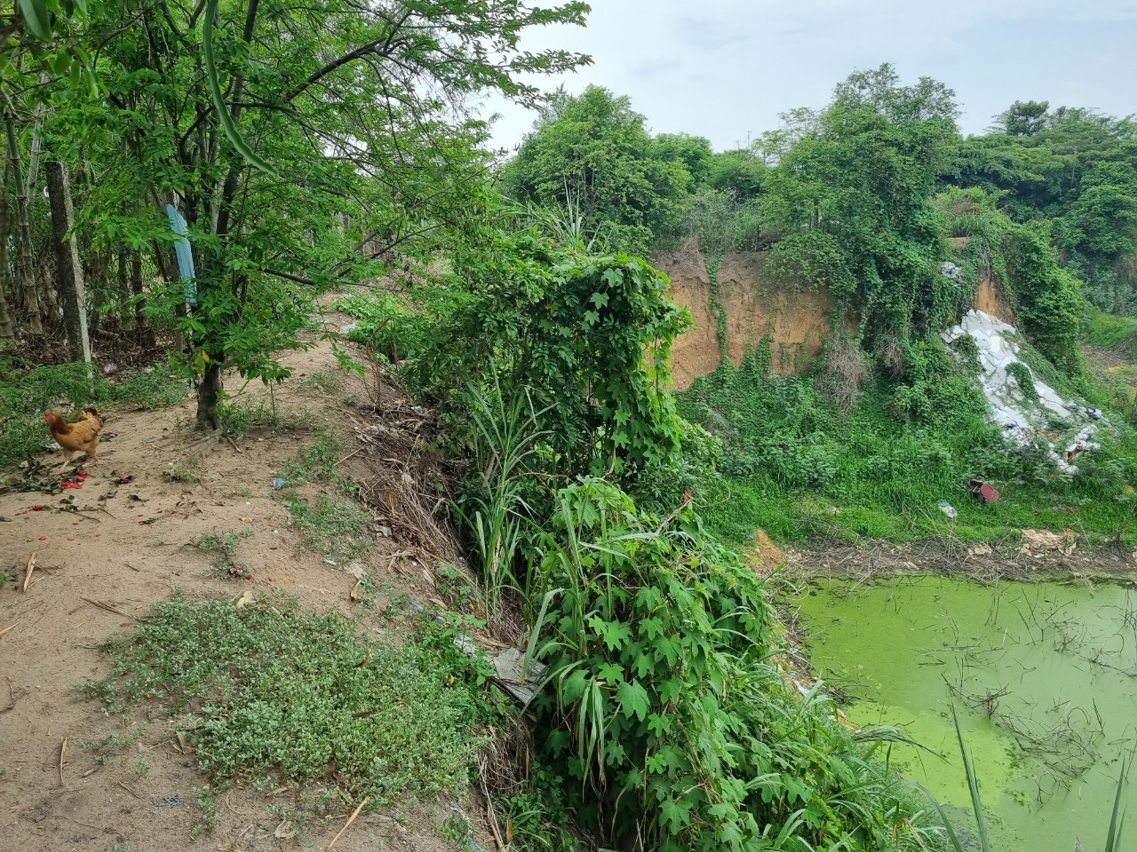 TP. Hồ Chí Minh: Hiểm họa từ hố sâu cạnh bãi rác Đông Thạnh