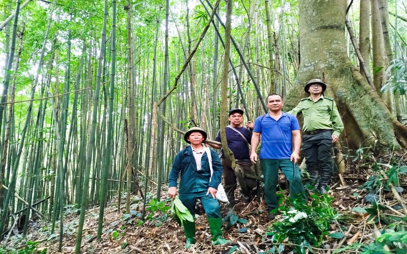 Tuyên Quang: Kiểm lâm chủ động giữ rừng, gắn với phát triển vùng dân tộc