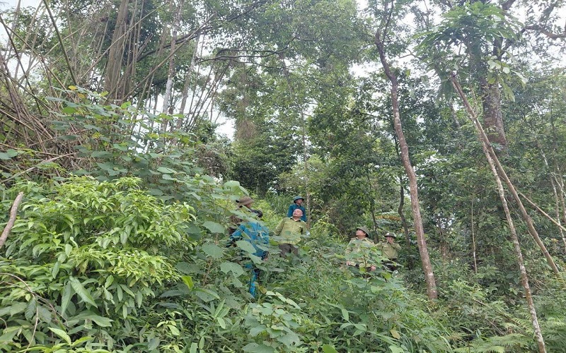 Kiểm lâm Yên Lập gìn giữ màu xanh đất Tổ
