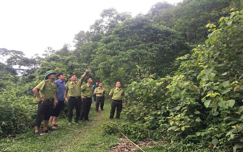 Kiểm lâm Yên Lập gìn giữ màu xanh đất Tổ