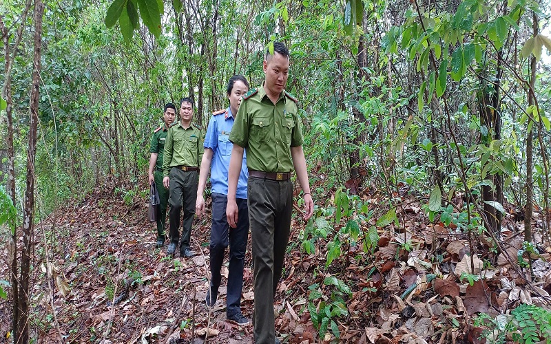 Điện Biên: Tăng cường công tác quản lý bảo vệ rừng và phòng cháy chữa cháy rừng