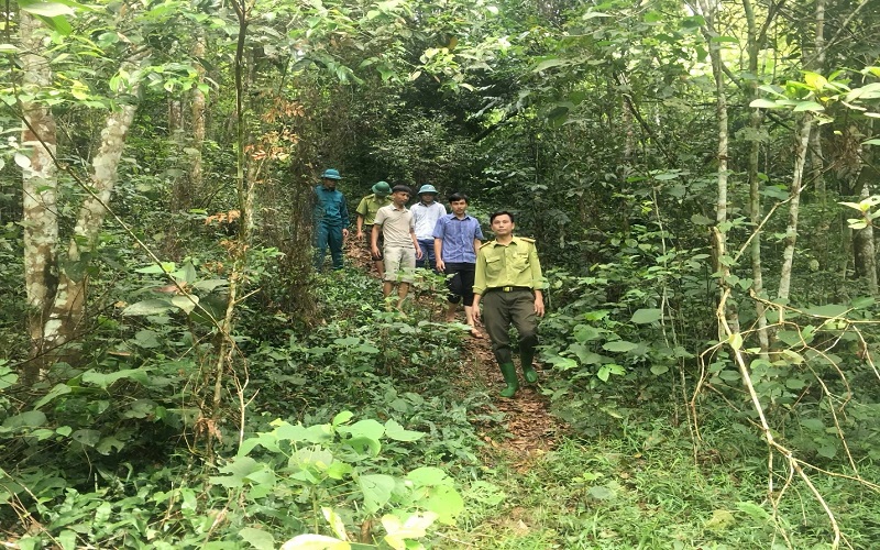 Kiểm lâm Yên Lập gìn giữ màu xanh đất Tổ