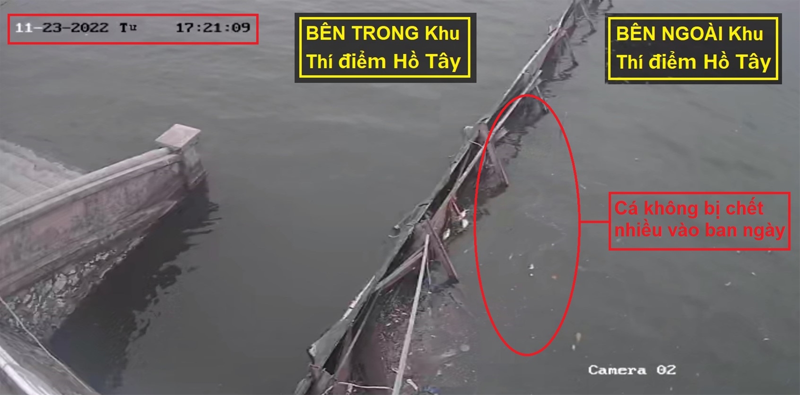 Cá chết hàng loạt ở Hồ Tây dưới góc nhìn của chuyên gia môi trường Nhật Bản