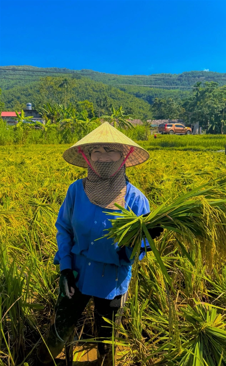 Chủ động thu hoạch lúa, bảo vệ hoa màu: Giảm thiểu thiệt hại trước bão số 9