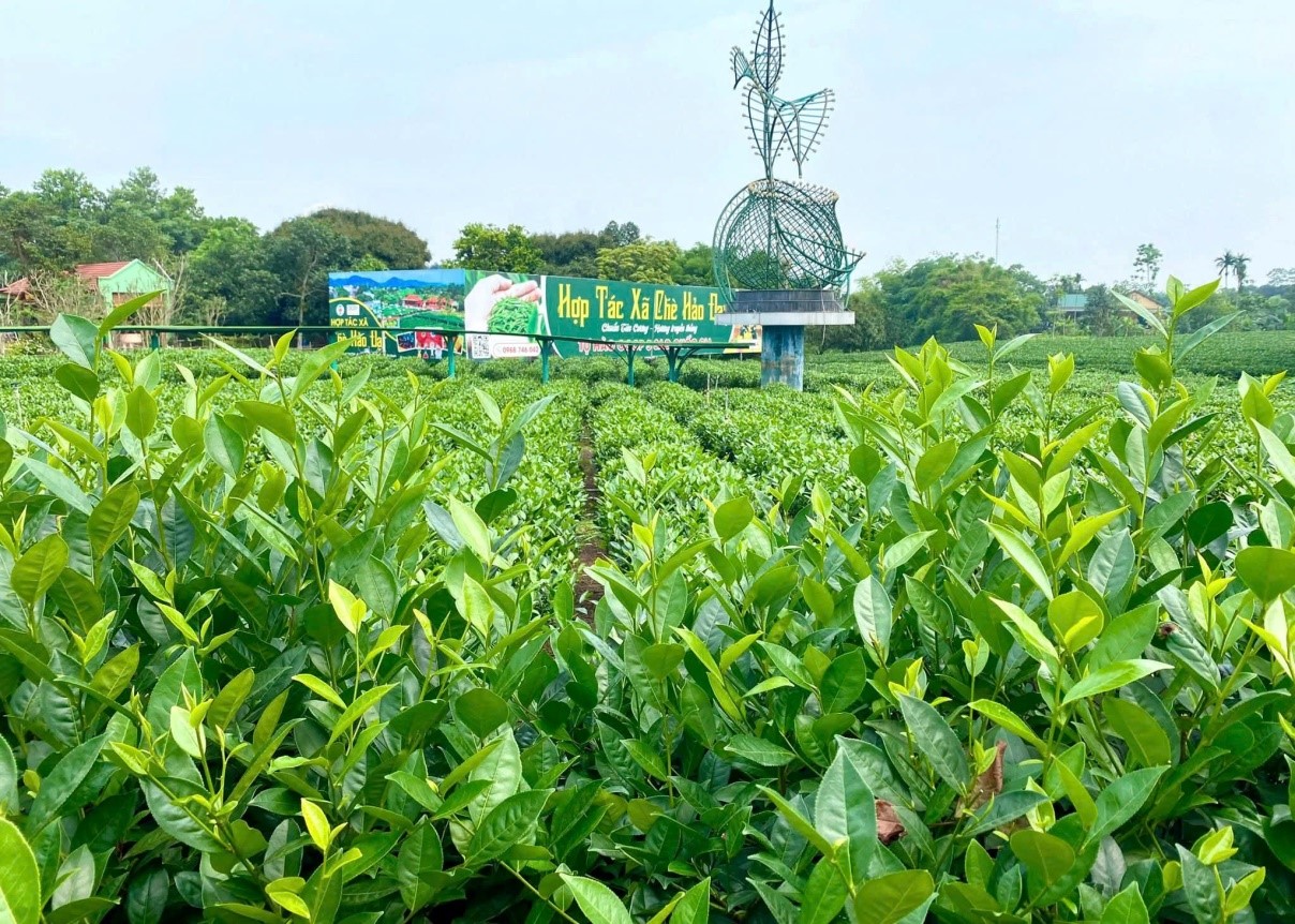 Người mang lại giá trị sản phẩm chè Tân Cương, Thái Nguyên
