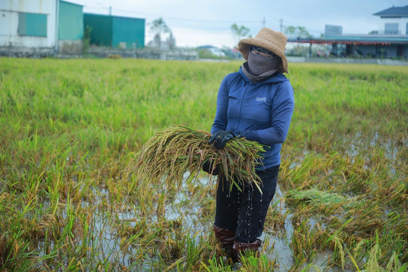 Nghệ An: Quy định mức hỗ trợ sản xuất nông nghiệp vùng bị thiệt hại do thiên tai, dịch hại thực vật