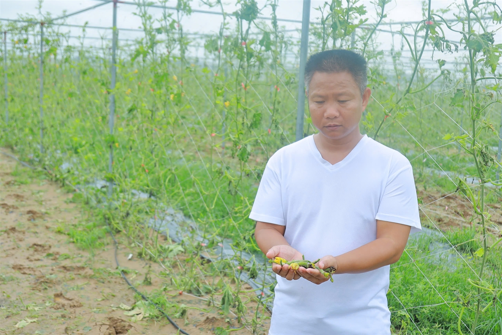 Nghệ An kiệt quệ do bão lũ, người dân đối mặt với vô vàn khó khăn
