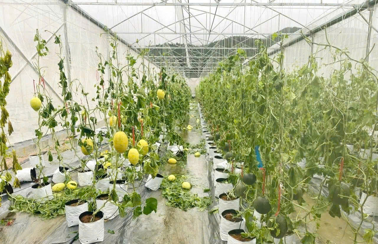 Người dân Nghệ An thiệt hại nặng nề sau bão số 5