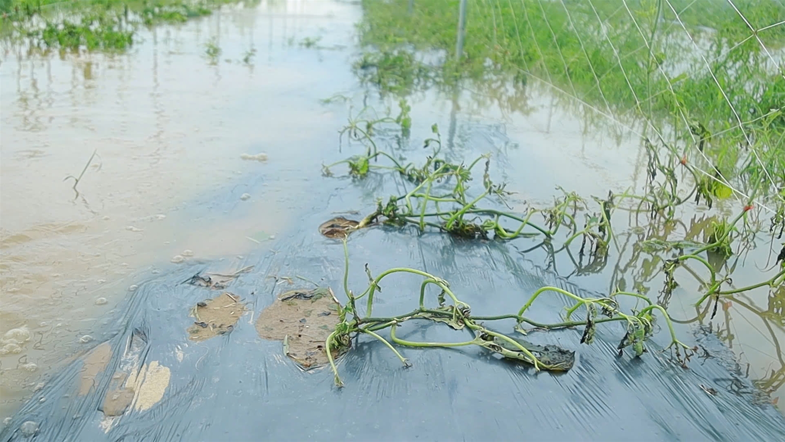 Nghệ An kiệt quệ do bão lũ, người dân đối mặt với vô vàn khó khăn