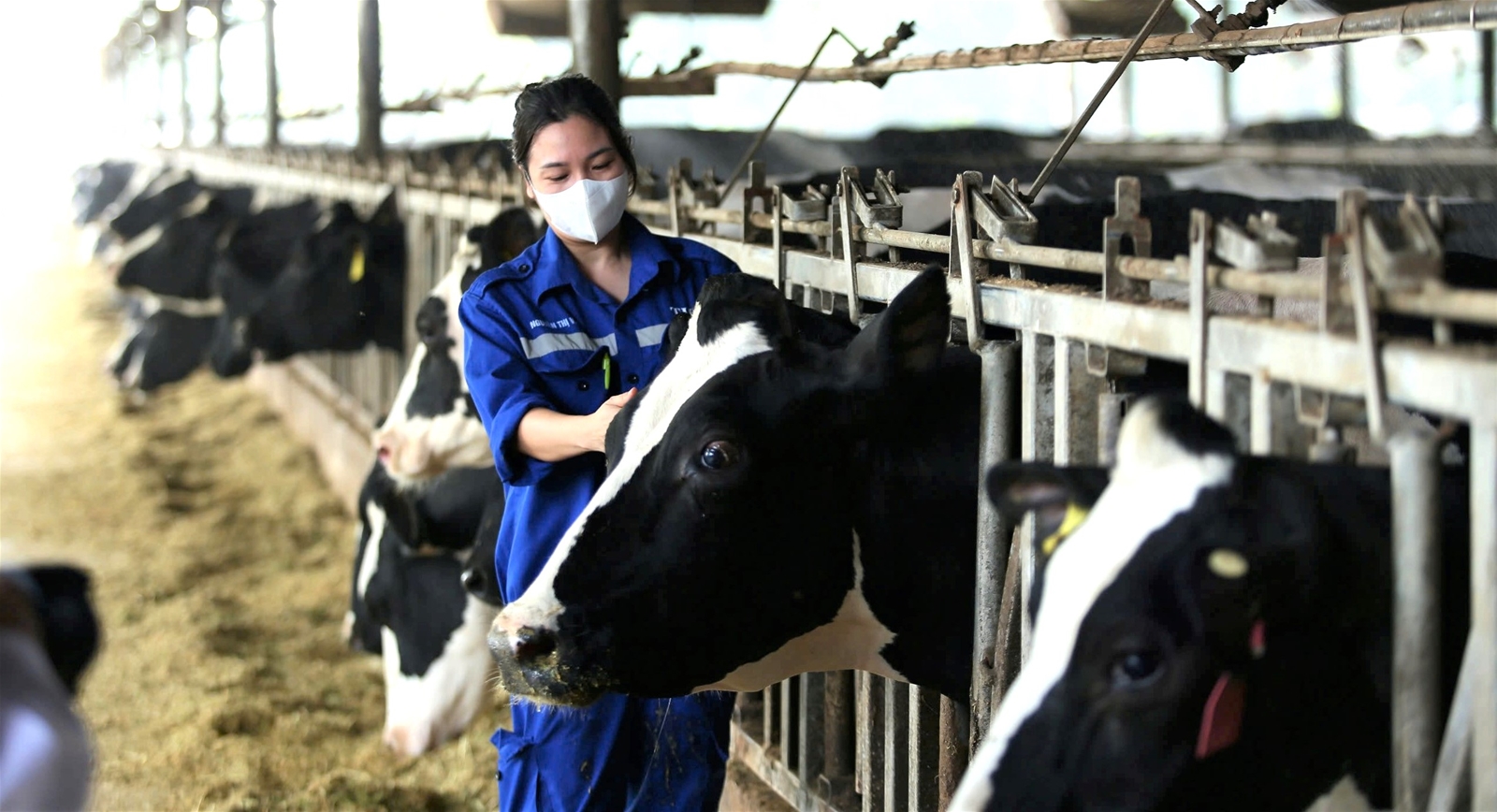 Chăn nuôi sinh học và tuần hoàn - yêu cầu tất yếu của phát triển bền vững