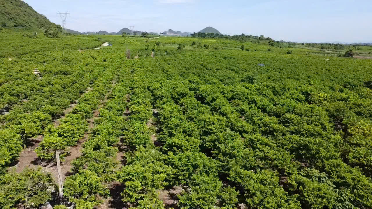 Ninh Bình: Na dai cây làm giàu ở Phú Long