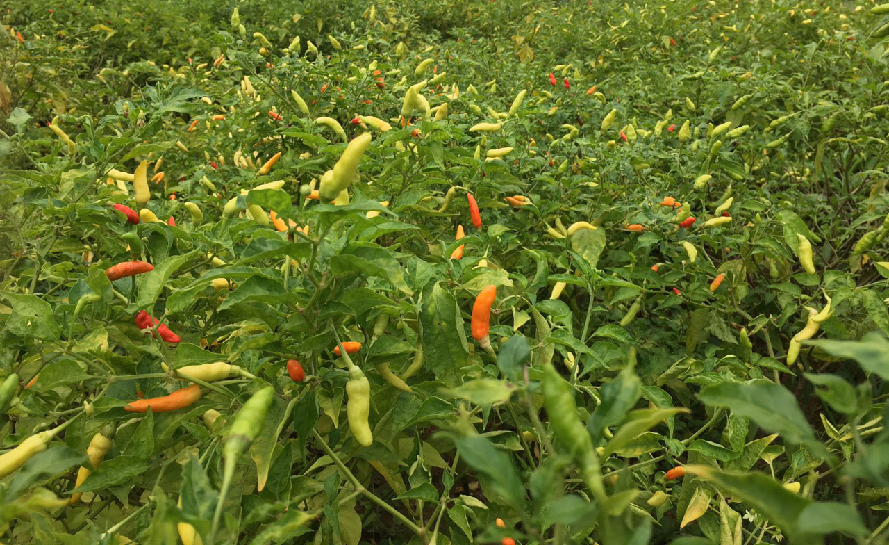 Tương ớt Mường Khương - Vị cay mang nét văn hóa vùng cao