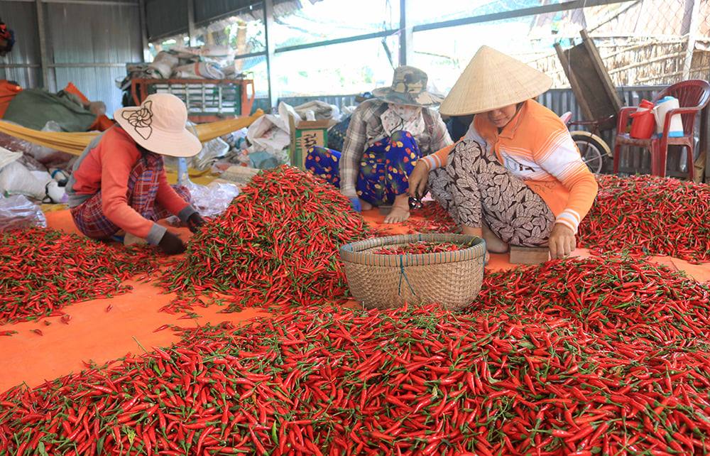 Tương ớt Mường Khương - Vị cay mang nét văn hóa vùng cao