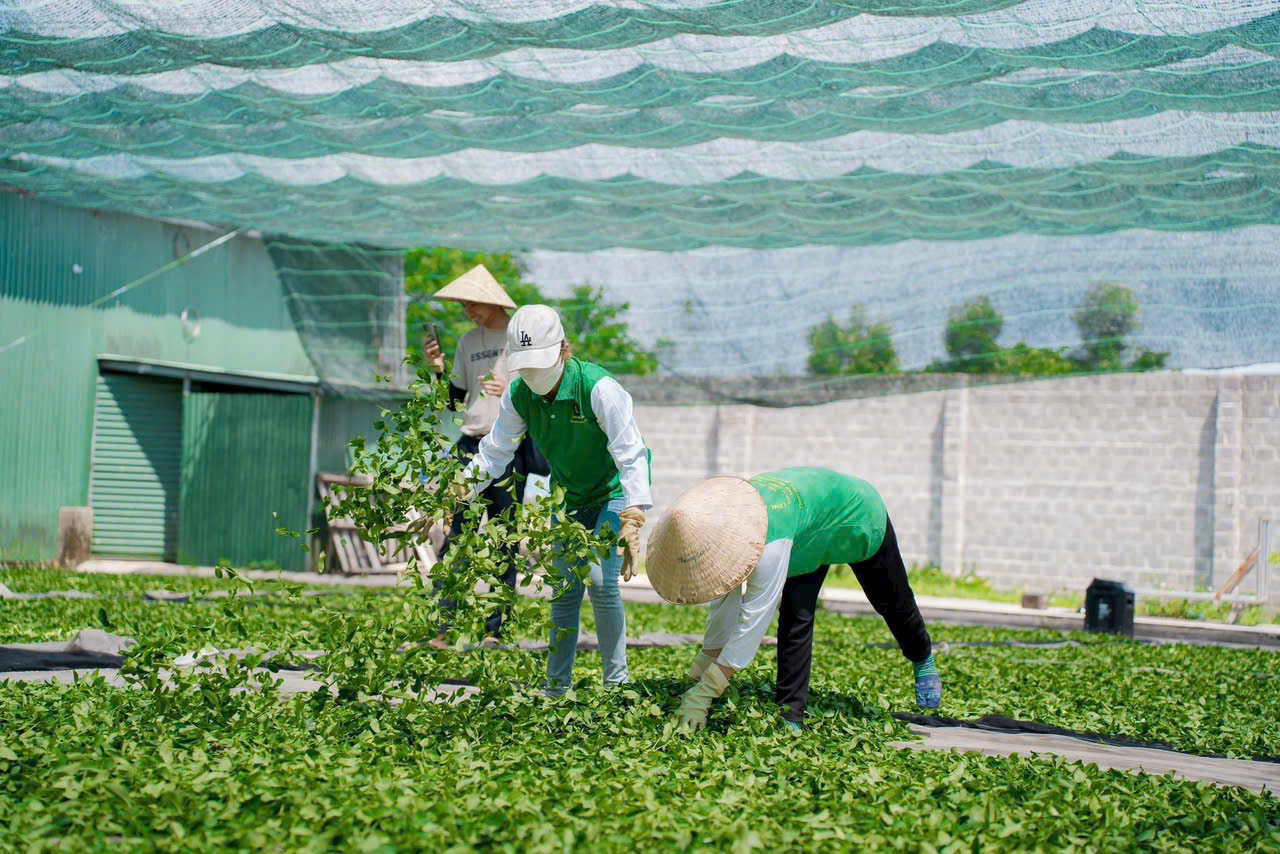 Hiệu quả từ việc sản xuất chè hữu cơ gắn với liên kết theo chuỗi giá trị tại Lâm Đồng
