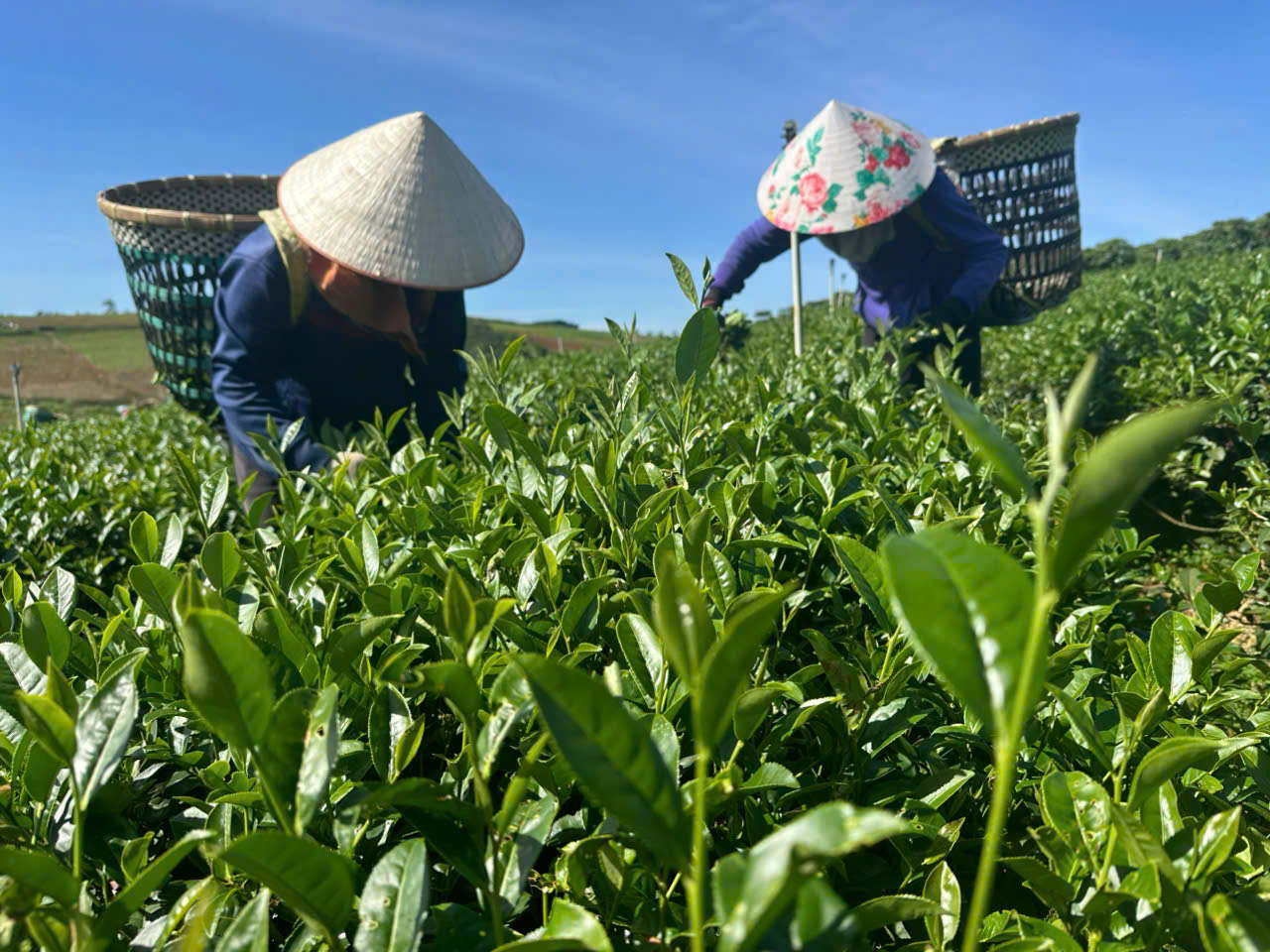 Hiệu quả từ việc sản xuất chè hữu cơ gắn với liên kết theo chuỗi giá trị tại Lâm Đồng