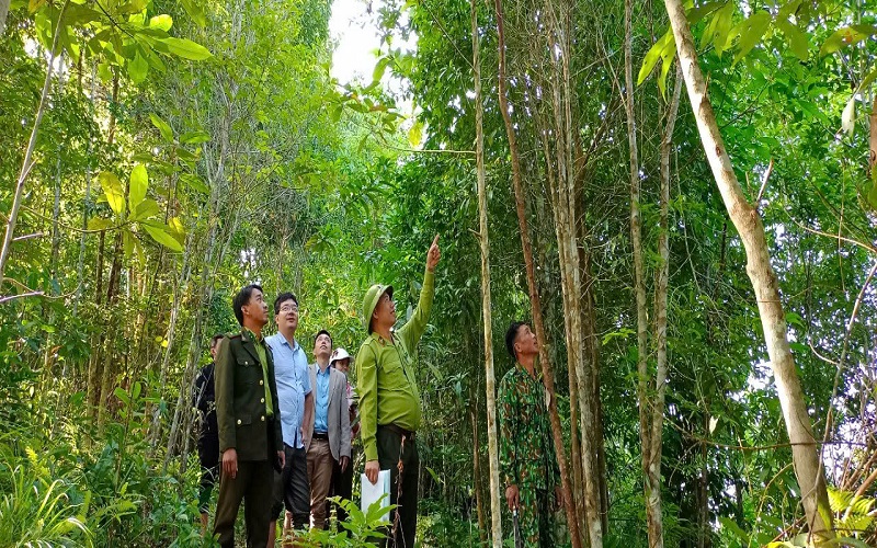 Điện Biên: Tăng cường công tác quản lý bảo vệ rừng và phòng cháy chữa cháy rừng