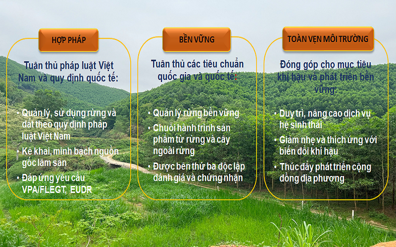 Hệ thống Chứng chỉ rừng Quốc gia - Tự hào thương hiệu Việt