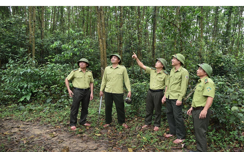 Hà Tĩnh: Tích cực nâng cao công tác quản lý bảo vệ và phát triển rừng