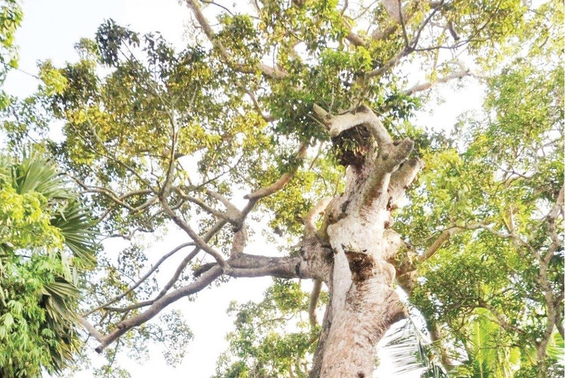 An Giang bảo tồn các cây di sản