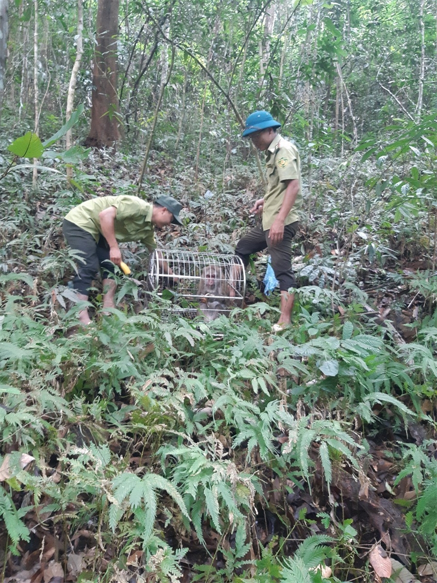 Ban quản lý khu bảo tồn thiên nhiên Mường Nhé: Bảo vệ phát triển rừng gắn với đa dạng sinh học