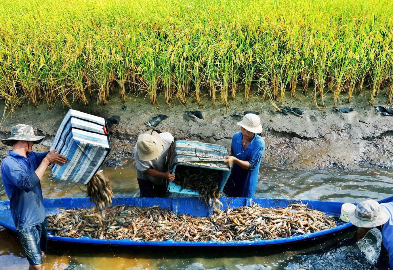Biến đổi khí hậu - thảm họa đe dọa sức khỏe toàn cầu - những vấn đề cần quan tâm hiện nay