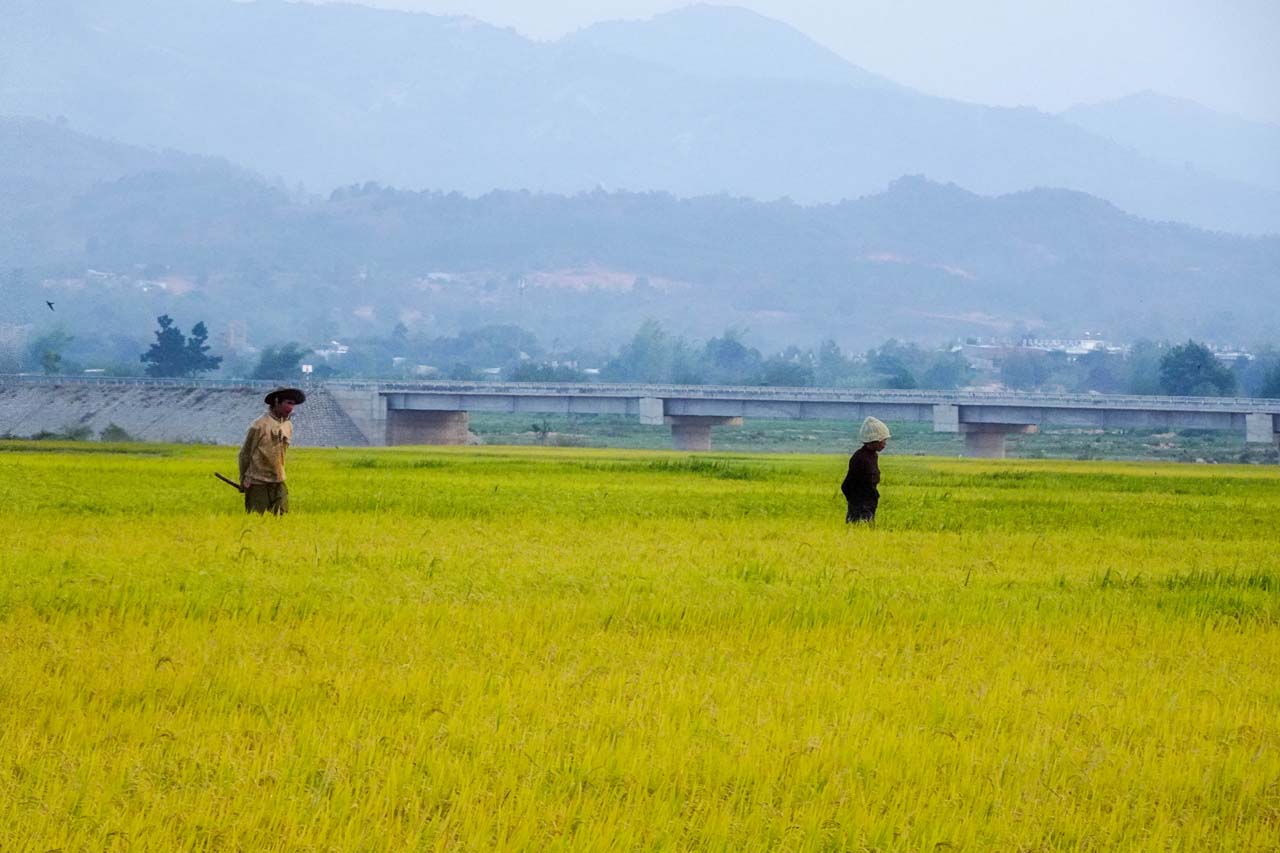 Bình Định: Loạt dự án nghìn tỷ gặp khó trong việc chuyển đổi đất lúa
