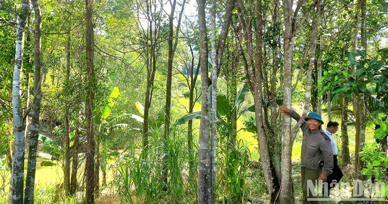Xây dựng khung pháp lý cho thị trường carbon