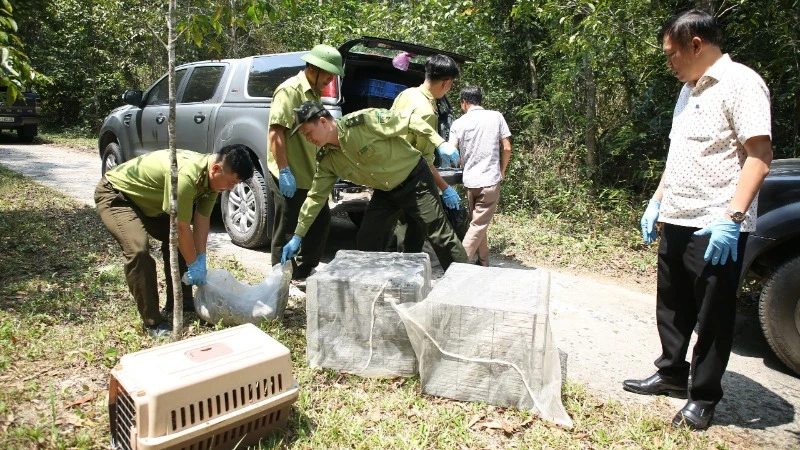 Thả 42 cá thể động vật hoang dã quý hiếm về với tự nhiên tại Vườn quốc gia Chư Yang Sin