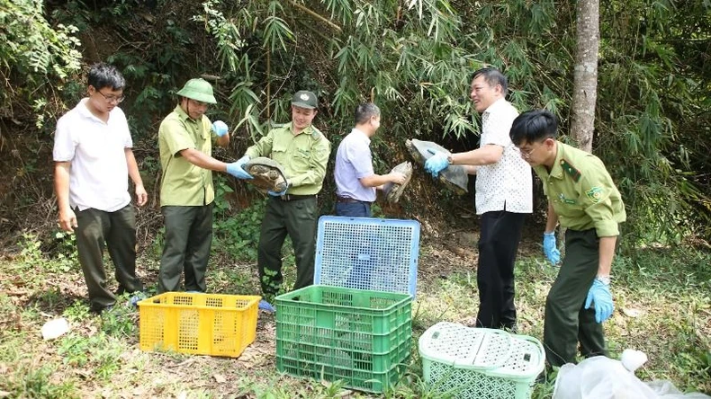 Thả 42 cá thể động vật hoang dã quý hiếm về với tự nhiên tại Vườn quốc gia Chư Yang Sin