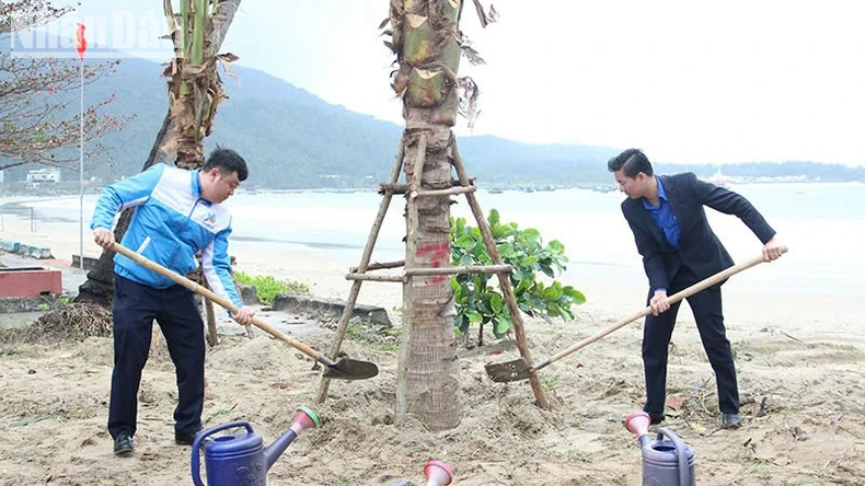 Đà Nẵng trồng 175 cây dừa lớn ven biển