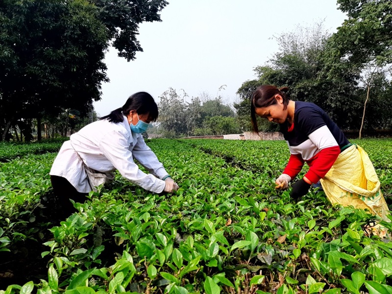 Khó khăn trong cấp “sổ đỏ” cho đất có nguồn gốc nông, lâm trường: Người dân mong chờ Luật Đất đai đi vào thực tiễn