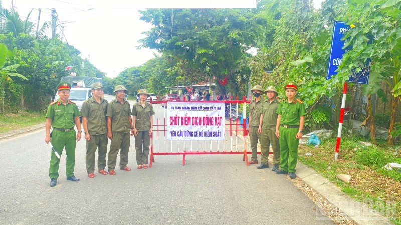Đà Nẵng: Công bố bệnh dịch tả lợn châu Phi ở xã Sơn Cẩm Hà