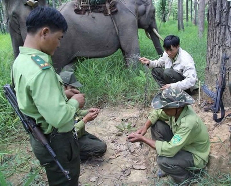 Sớm hoàn thiện pháp luật về bảo vệ động vật hoang dã