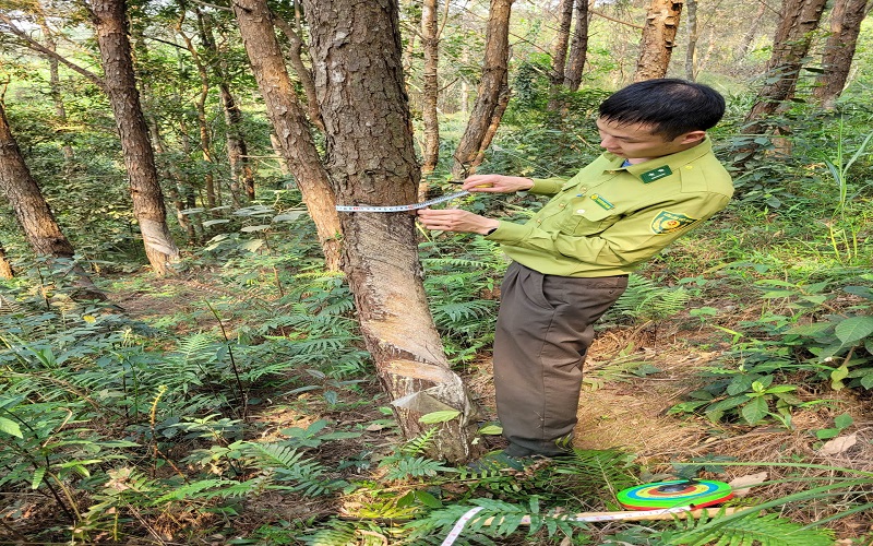 Hạt Kiểm lâm Đình Lập: Điểm sáng trong phát triển lâm nghiệp bền vững ở Lạng Sơn