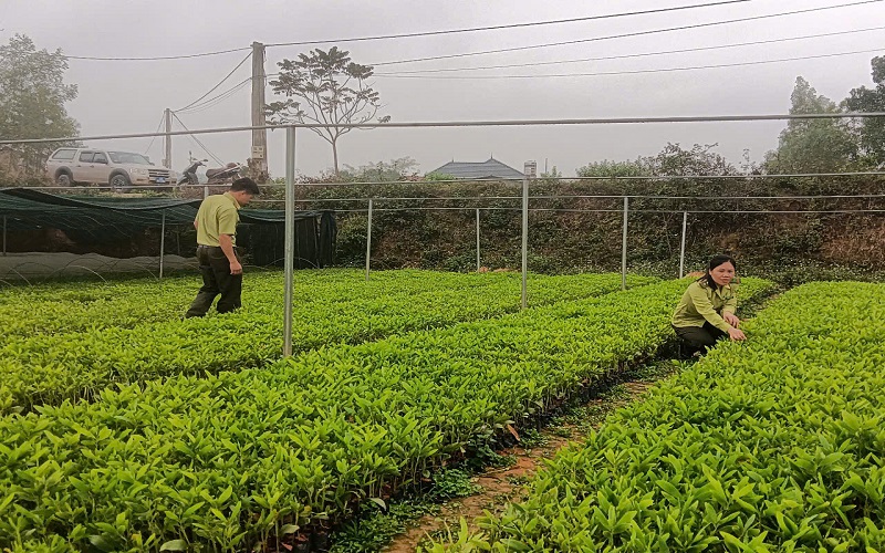 Hạt Kiểm lâm Hữu Lũng (Lạng Sơn): Chủ động bảo vệ, phát triển rừng