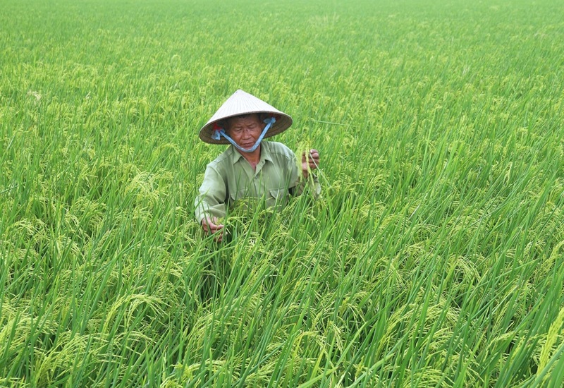 Phát huy vai trò hoạch định, hoàn thiện thể chế phát triển nông nghiệp hiện đại
