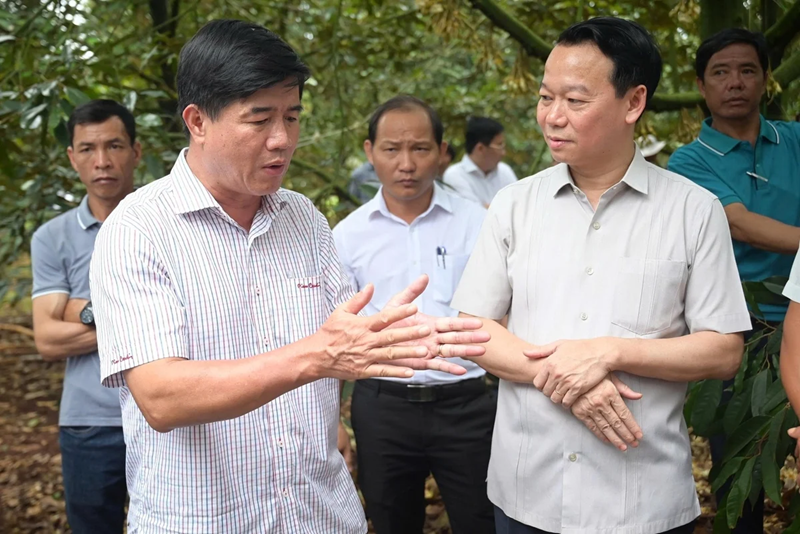 Kiểm soát sầu riêng từ gốc, tránh tình trạng bị trả hàng